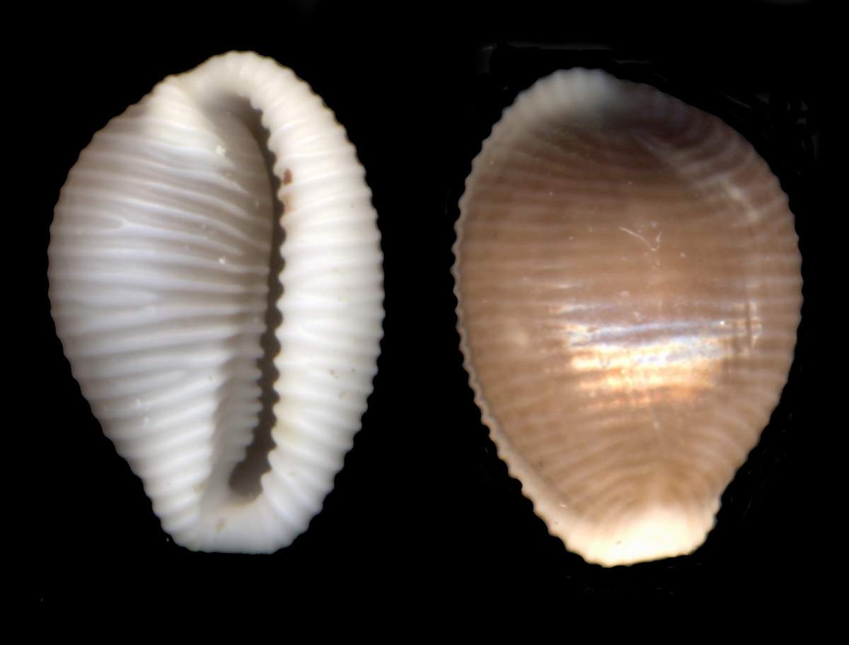 trivia arctica ?
